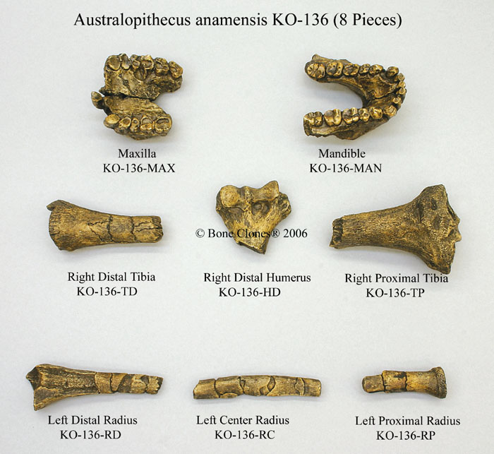 australopithecus anamensis